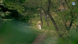 65. epizóda